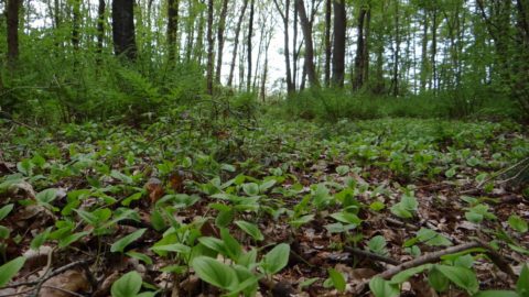 Lendebos